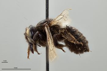 Media type: image;   Entomology 15718 Aspect: habitus lateral view